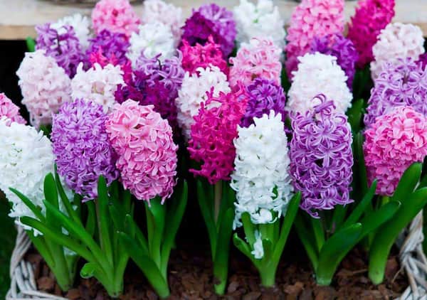 تصویر 2 از فروش گل شب بو باغچه ای + قیمت خرید به صرفه
